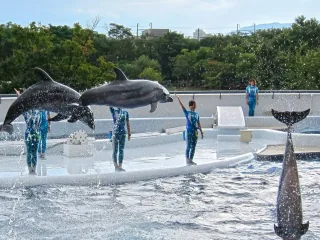 京都水族館のイルカパフォーマンス