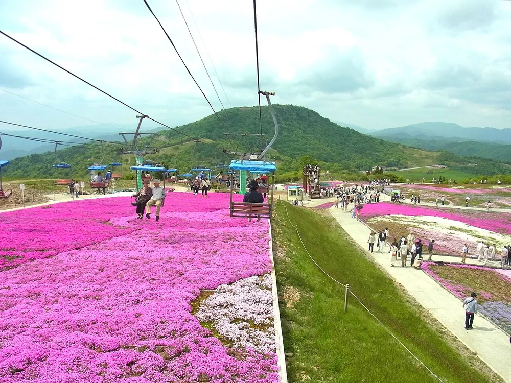 茶臼山高原 芝桜まつり(会場のイメージ)