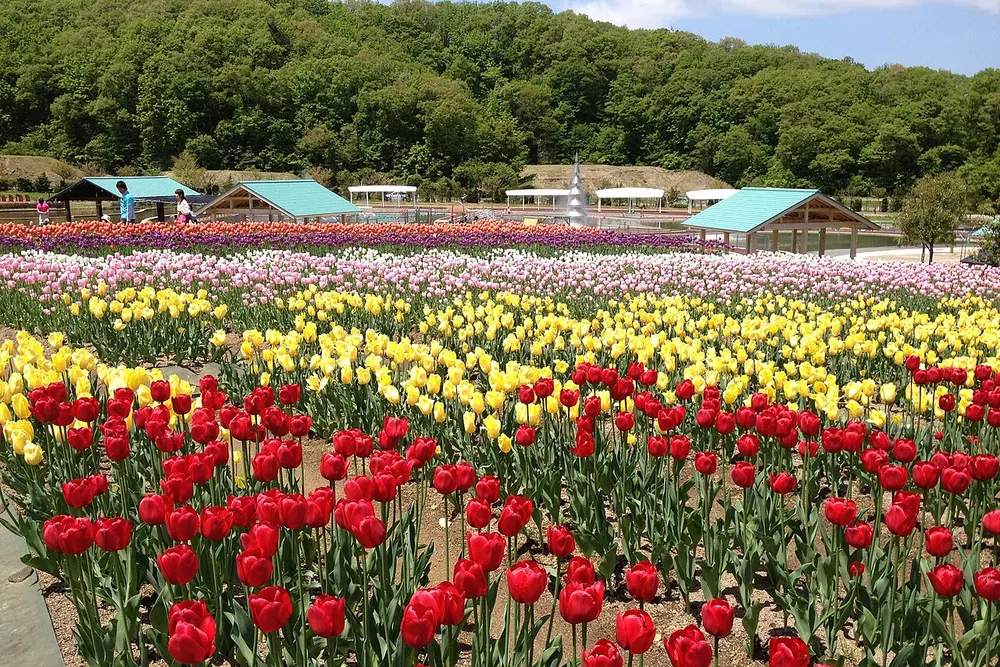 国営越後丘陵公園 チューリップまつり(会場のイメージ)