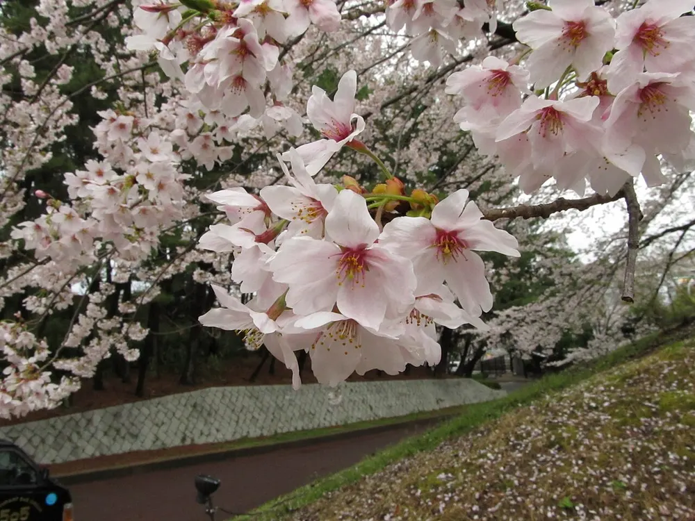 万博記念公園 桜(会場のイメージ)