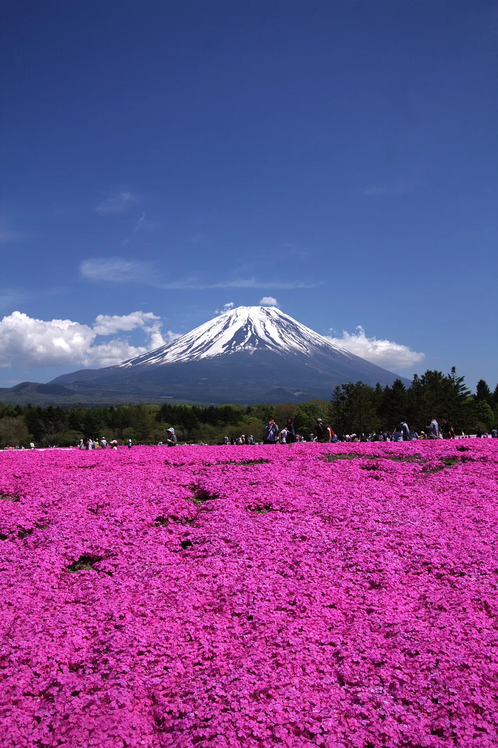 富士芝桜まつり(会場のイメージ)