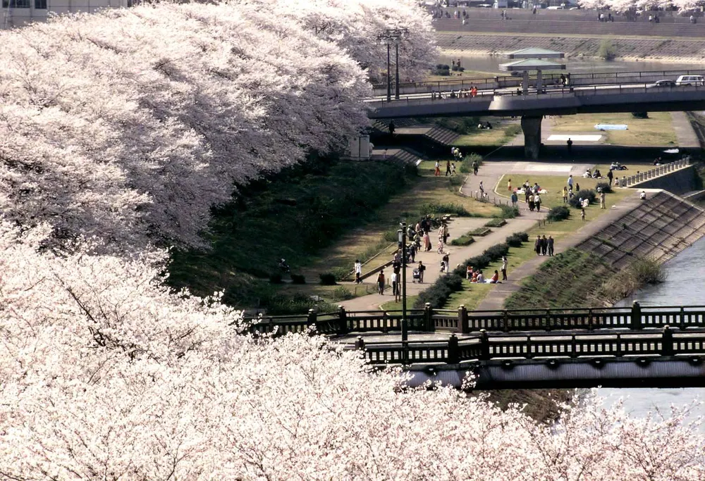 ふくい桜まつり(足羽川桜並木)(会場のイメージ)