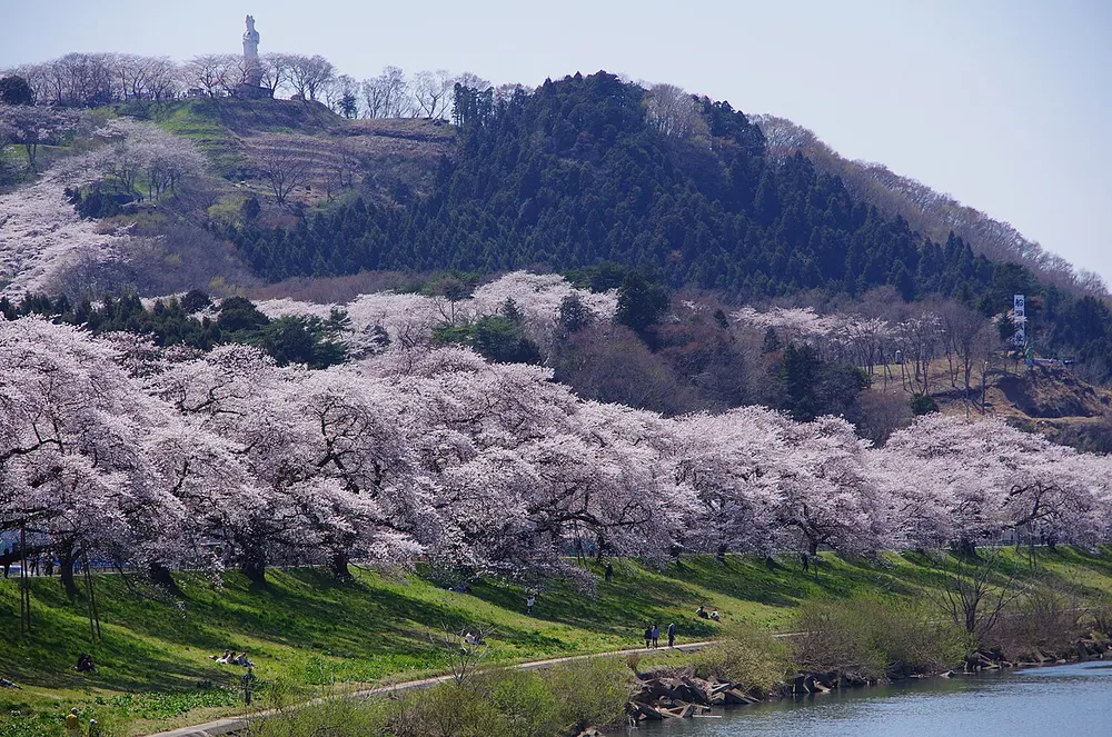 しばた桜まつり(船岡城址公園)(会場のイメージ)