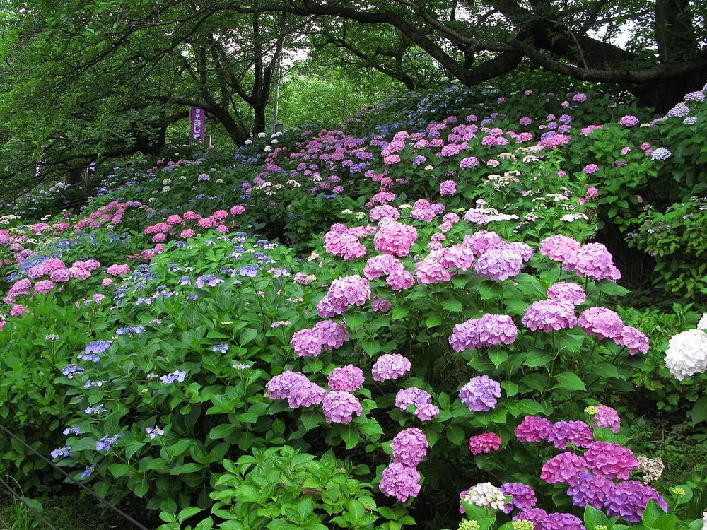 県営権現堂公園 あじさいまつり(会場のイメージ)