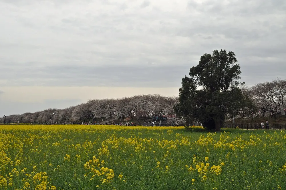 県営権現堂公園 桜(桜堤)(会場のイメージ)
