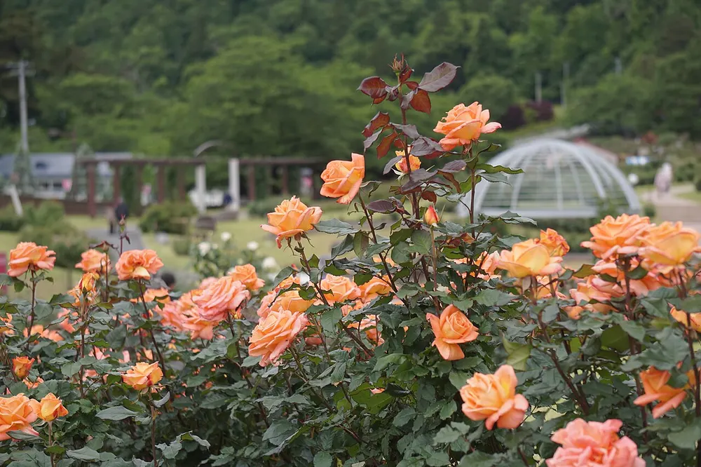 東沢バラ公園 春のバラまつり(会場のイメージ)