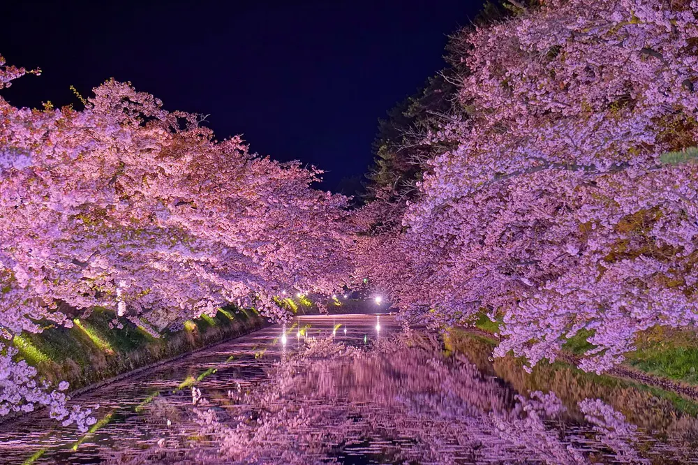 弘前さくらまつり(弘前公園)(会場のイメージ)