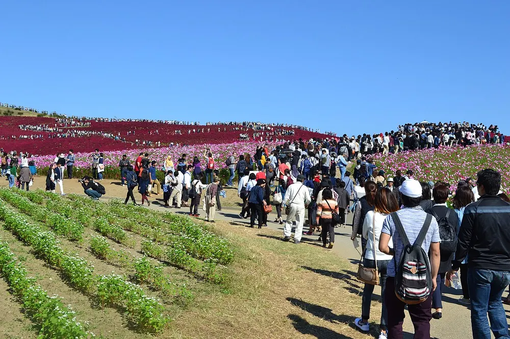 国営ひたち海浜公園 コキアカーニバル(会場のイメージ)