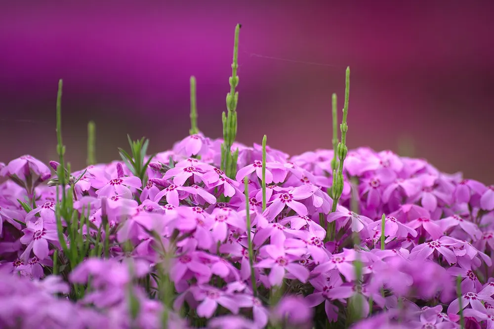 羊山公園 芝桜の丘(会場のイメージ)