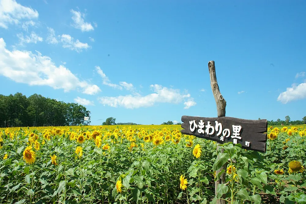 北竜町ひまわりの里(ひまわりまつり)(会場のイメージ)