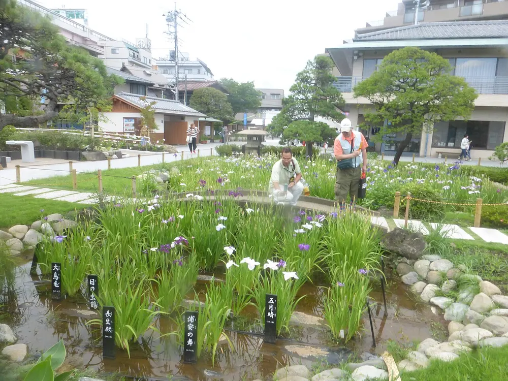 葛飾菖蒲まつり(堀切菖蒲園・水元公園)(会場のイメージ)