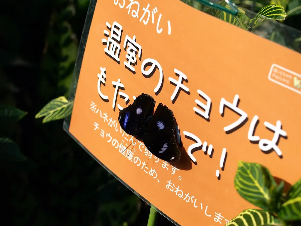 伊丹市昆虫館 夏の特別展(会場のイメージ)