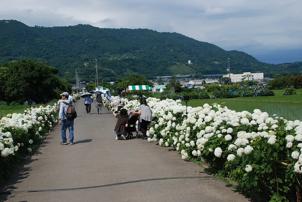 開成町あじさいまつり(会場のイメージ)