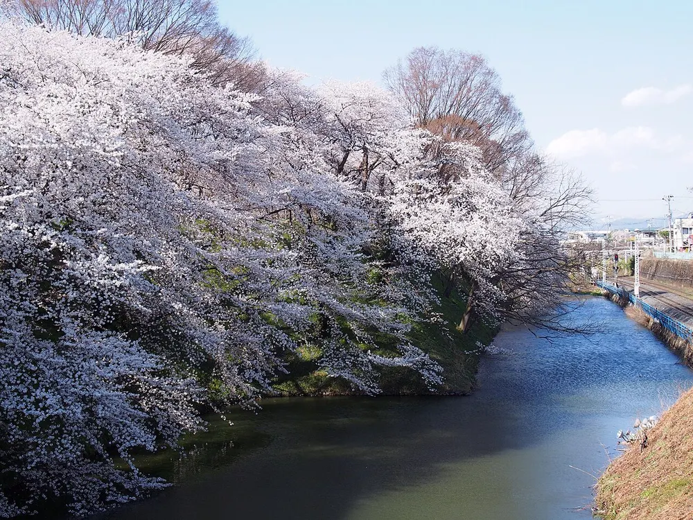 霞城観桜会(霞城公園)(会場のイメージ)