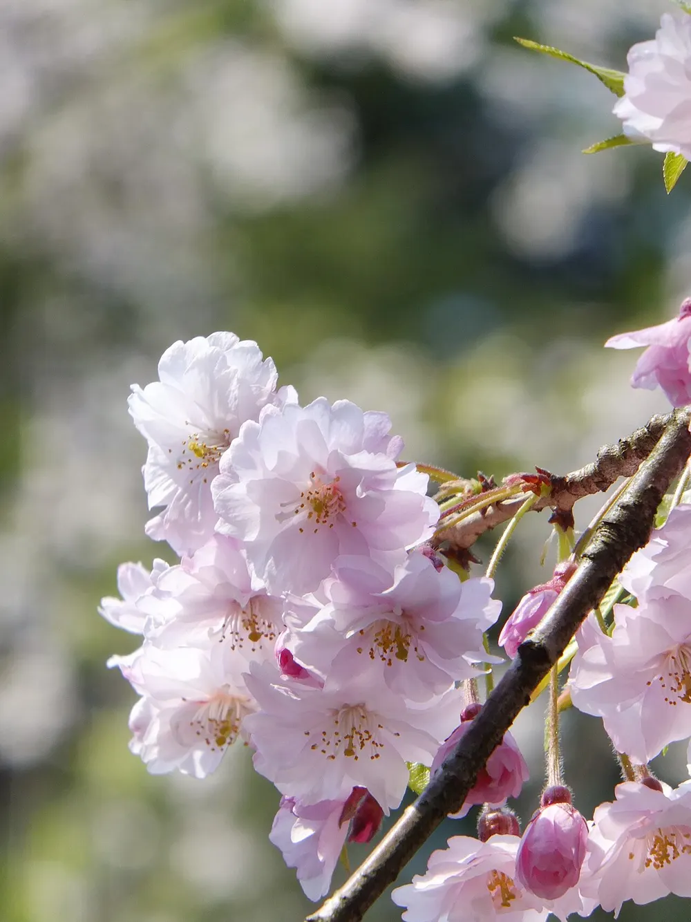 角館の桜まつり(武家屋敷・桧木内川堤)(会場のイメージ)