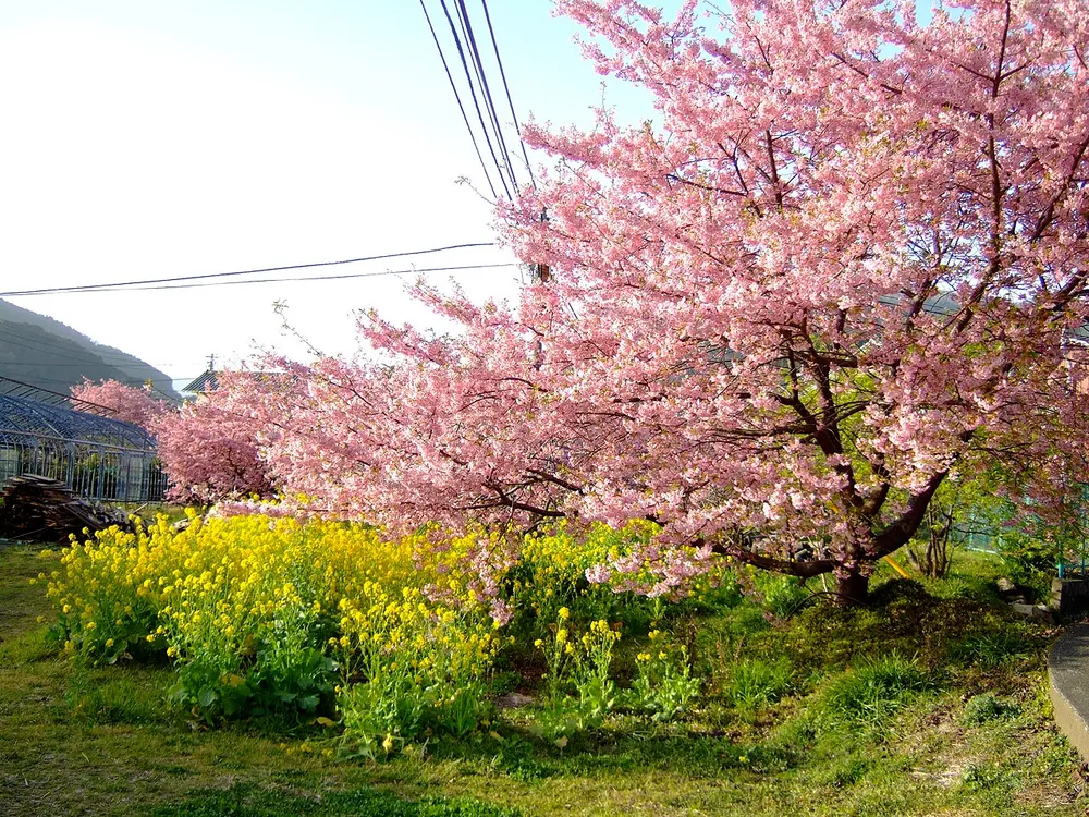 河津桜まつり(会場のイメージ)