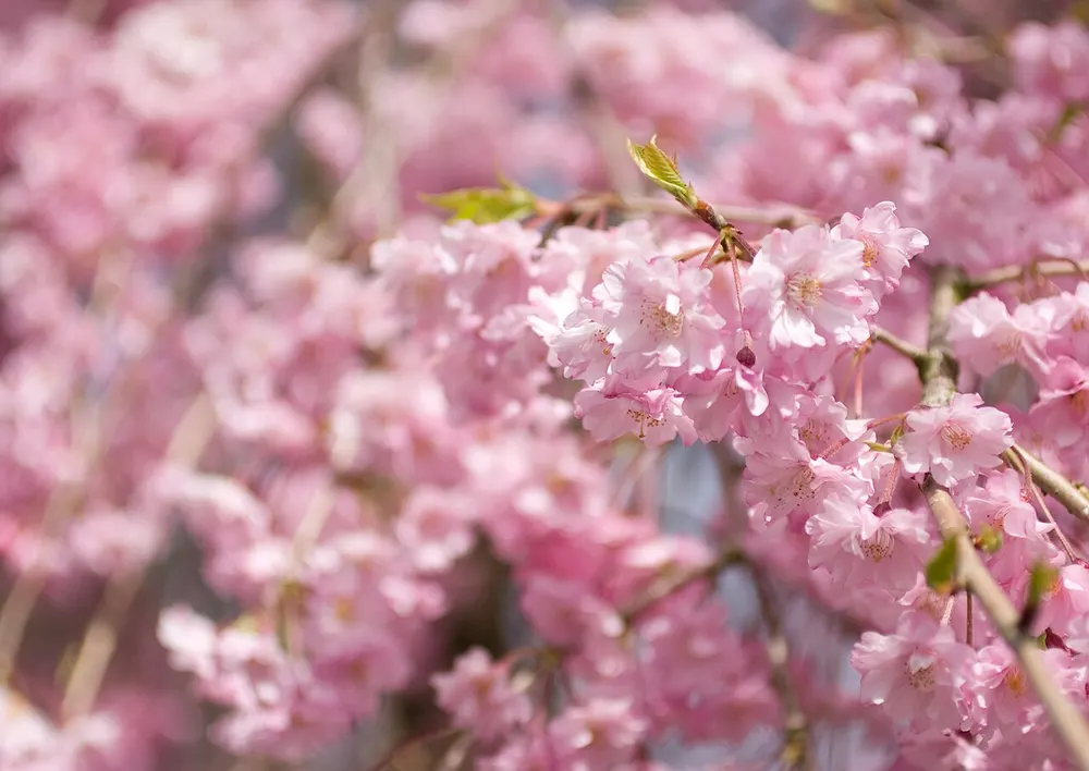兼六園 桜の無料開園(会場のイメージ)