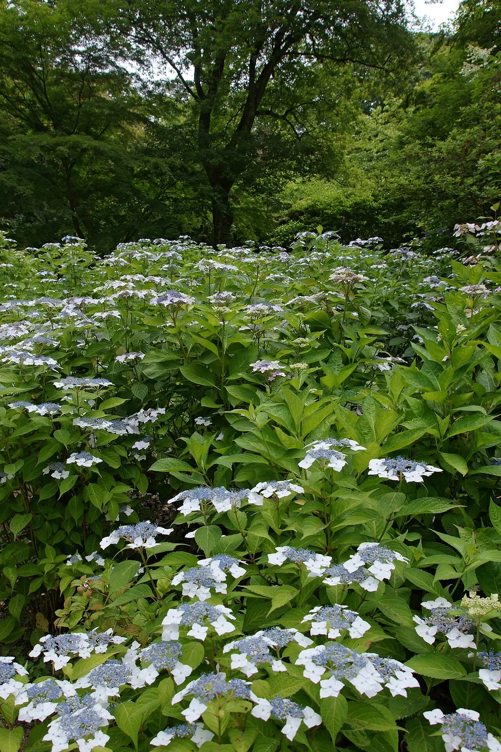 神戸市立森林植物園 あじさい散策(会場のイメージ)