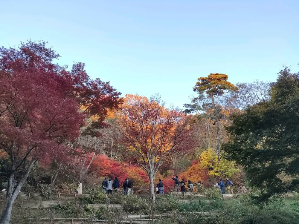 神戸市立森林植物園 紅葉のライトアップ(会場のイメージ)