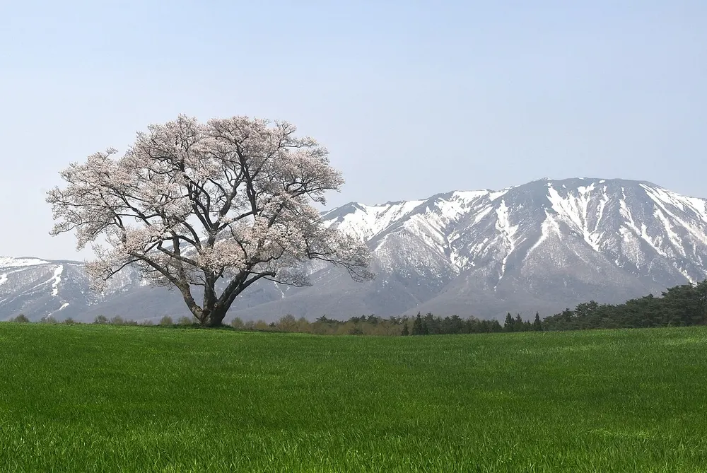 小岩井農場の一本桜(会場のイメージ)