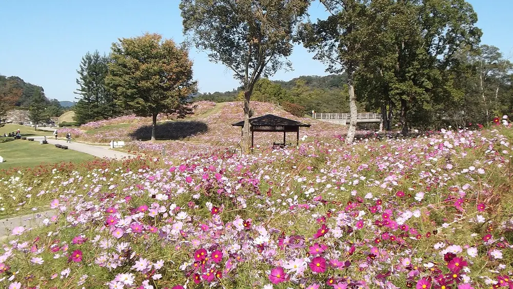 国営讃岐まんのう公園 秋！色どりフェスタ(コスモス・コキア)(会場のイメージ)