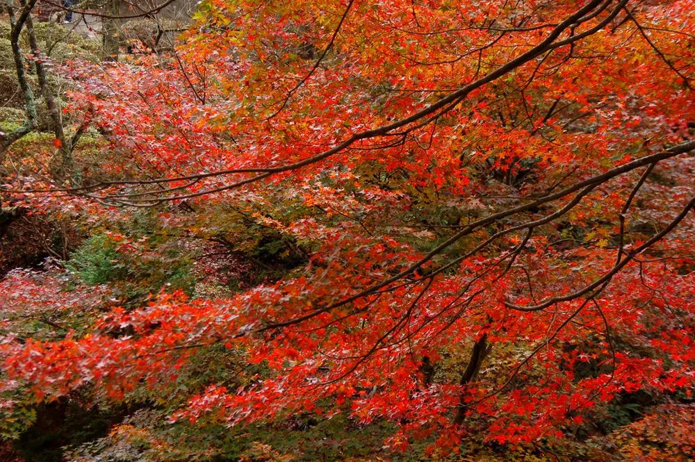 御船山楽園 紅葉まつり(ライトアップ)(会場のイメージ)