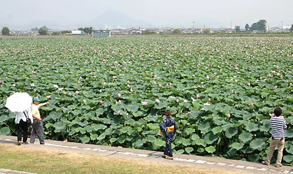 草津市立水生植物公園みずの森 ハス・睡蓮(会場のイメージ)