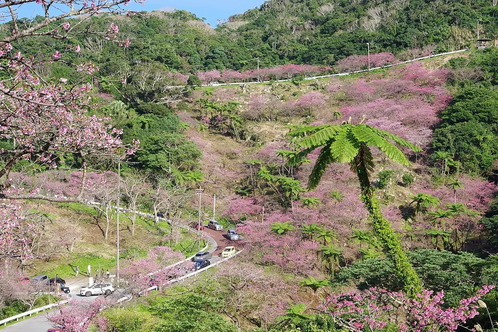 もとぶ八重岳桜まつり(会場のイメージ)