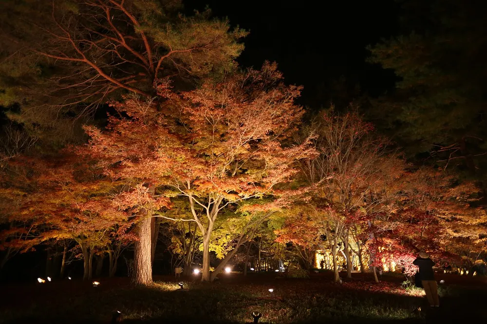国営武蔵丘陵森林公園 紅葉見ナイト(会場のイメージ)