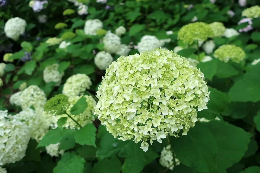 長居植物園 あじさいフェア(会場のイメージ)