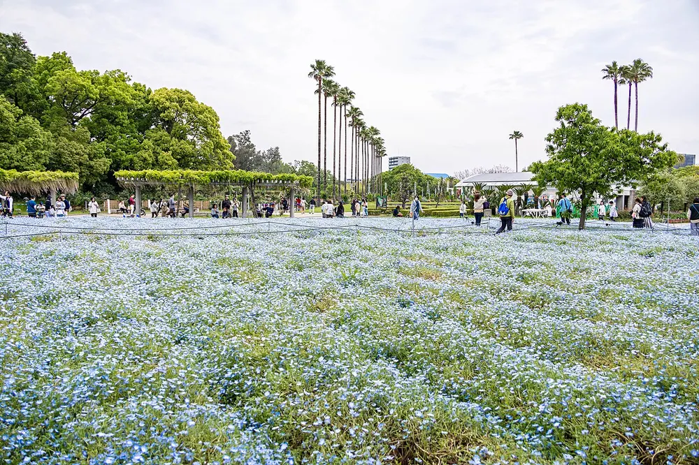 大阪市立長居植物園 ネモフィラフェア(会場のイメージ)