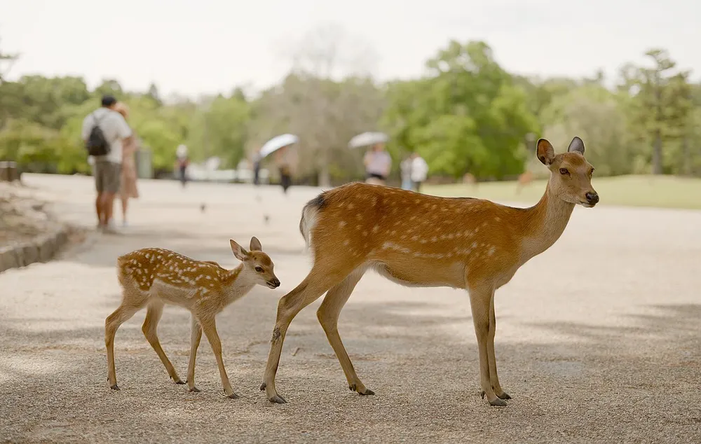 奈良公園 鹿苑「子鹿公開」(会場のイメージ)