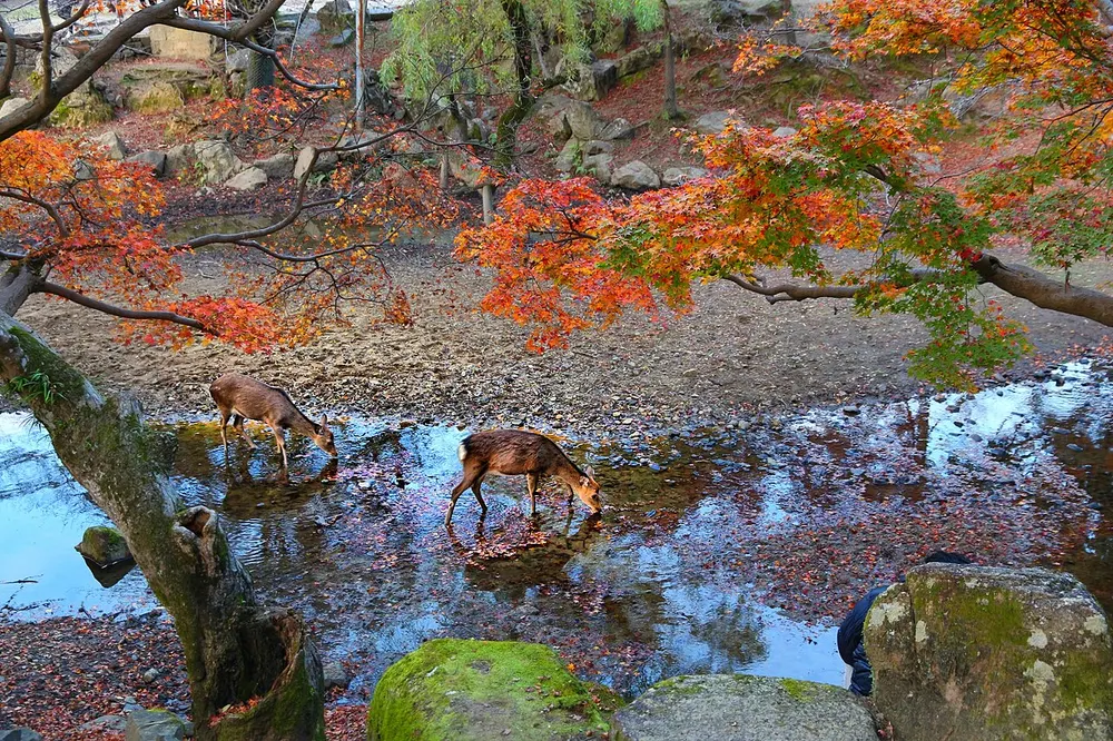 奈良公園 紅葉散策(登大路・浮雲園地)(会場のイメージ)