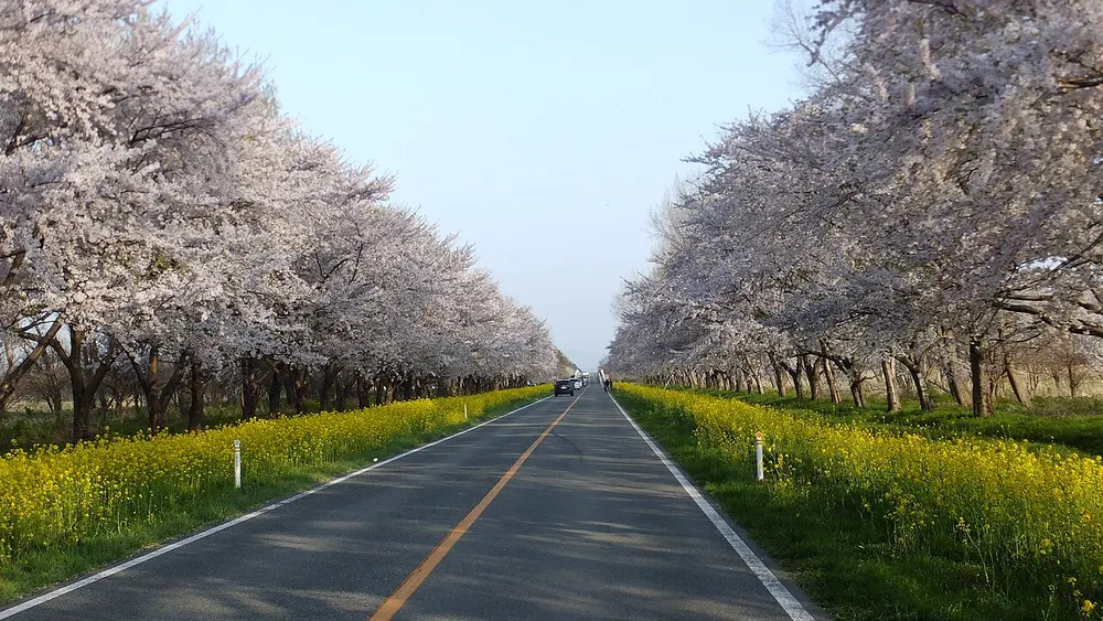 大潟村 桜と菜の花まつり(会場のイメージ)