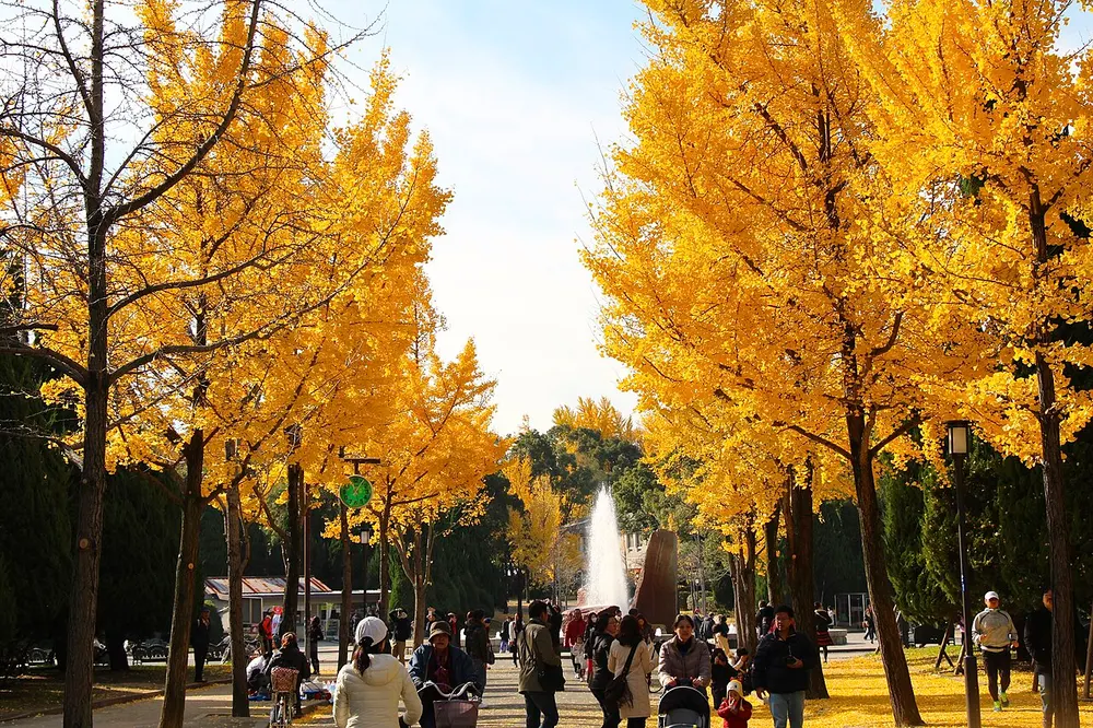 大阪城公園 紅葉(イチョウ並木・大銀杏)(会場のイメージ)