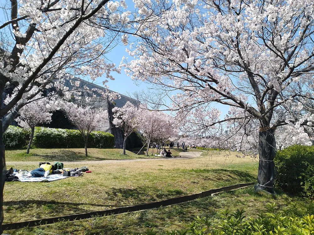 狭山池公園 桜(会場のイメージ)