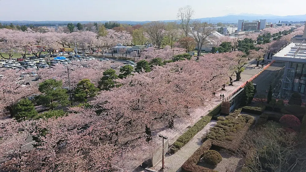 十和田市春まつり(官庁街通りの桜)(会場のイメージ)