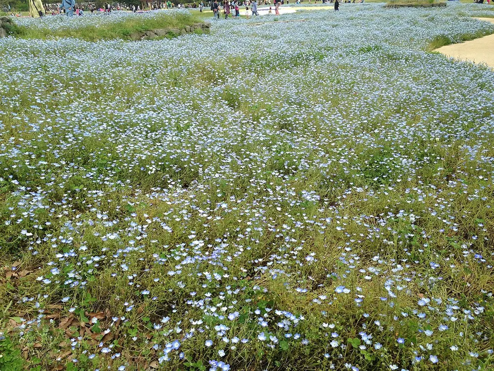 海の中道海浜公園 ネモフィラ(会場のイメージ)