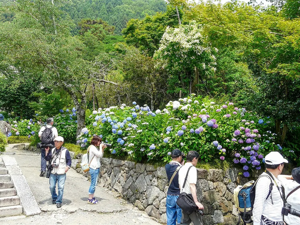 矢田寺(金剛山寺) あじさい園(会場のイメージ)