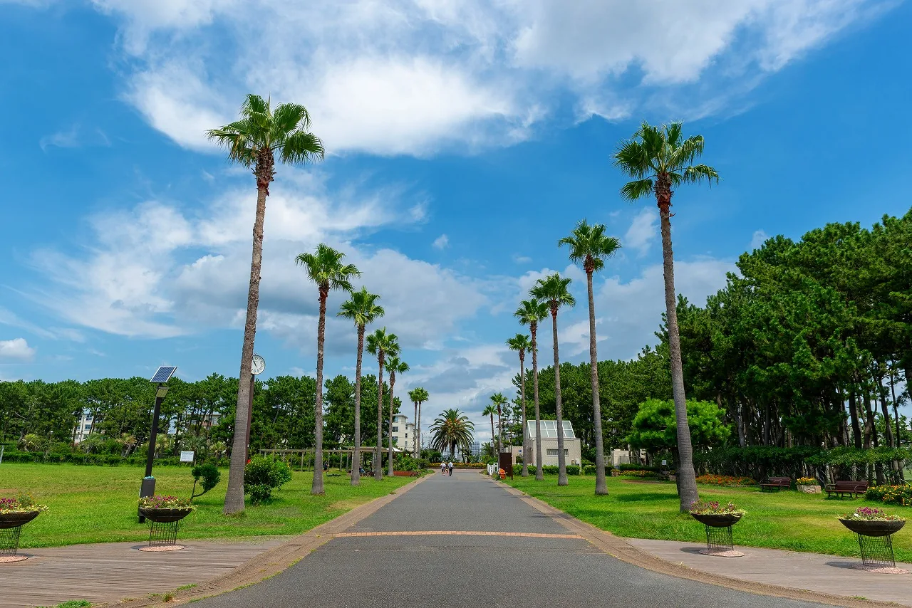 県立辻堂海浜公園の園路。青空の下でヤシの木が並び、芝生と樹木が広がる園内風景