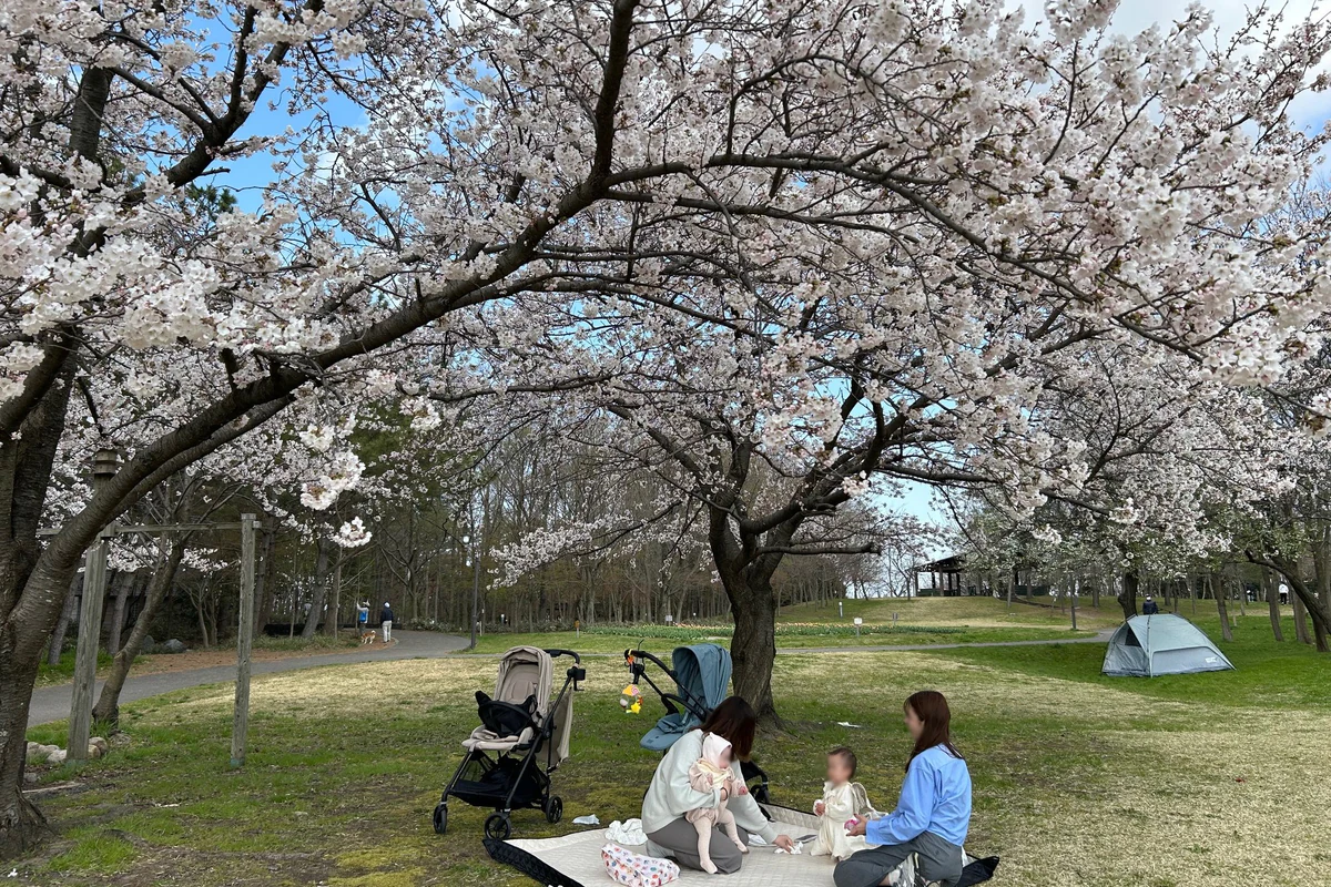 新潟県スポーツ公園で満開の桜の下、お花見をする家族。人物の顔はプライバシー保護のためぼかしています