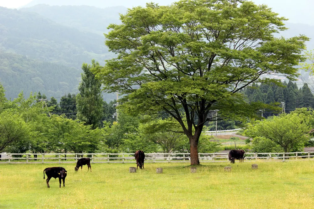 兵庫県立但馬牧場公園