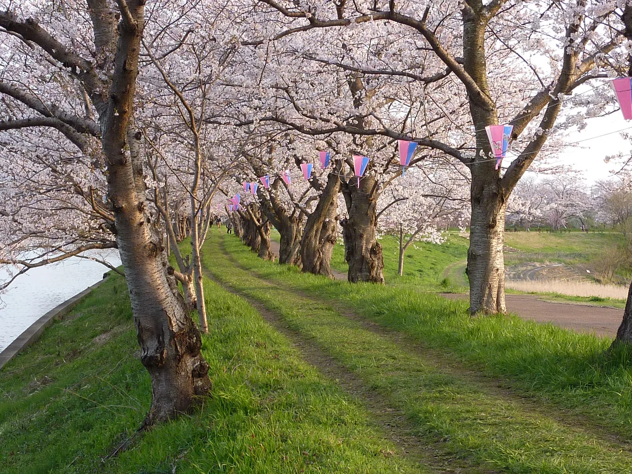 福岡堰さくら公園