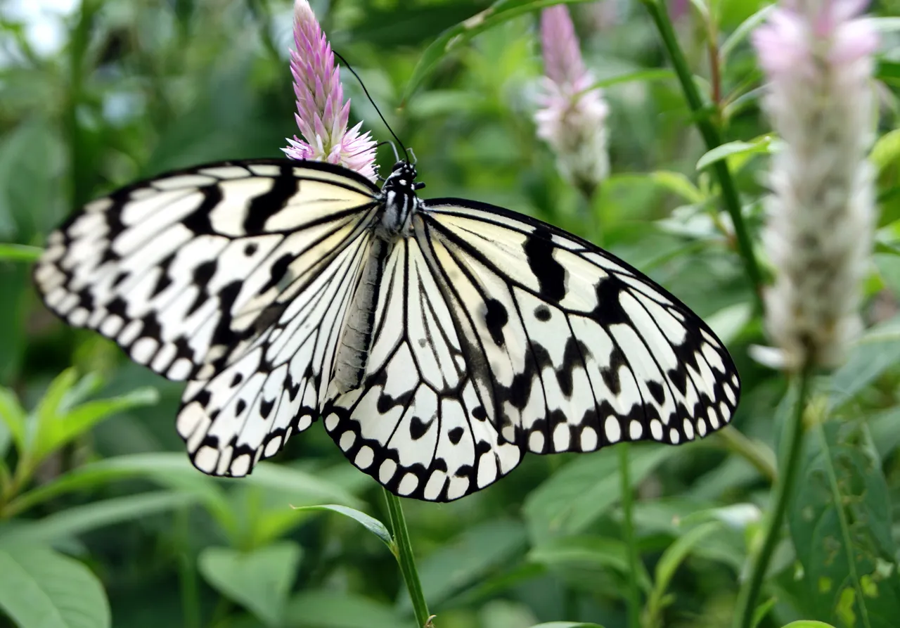 群馬県立ぐんま昆虫の森