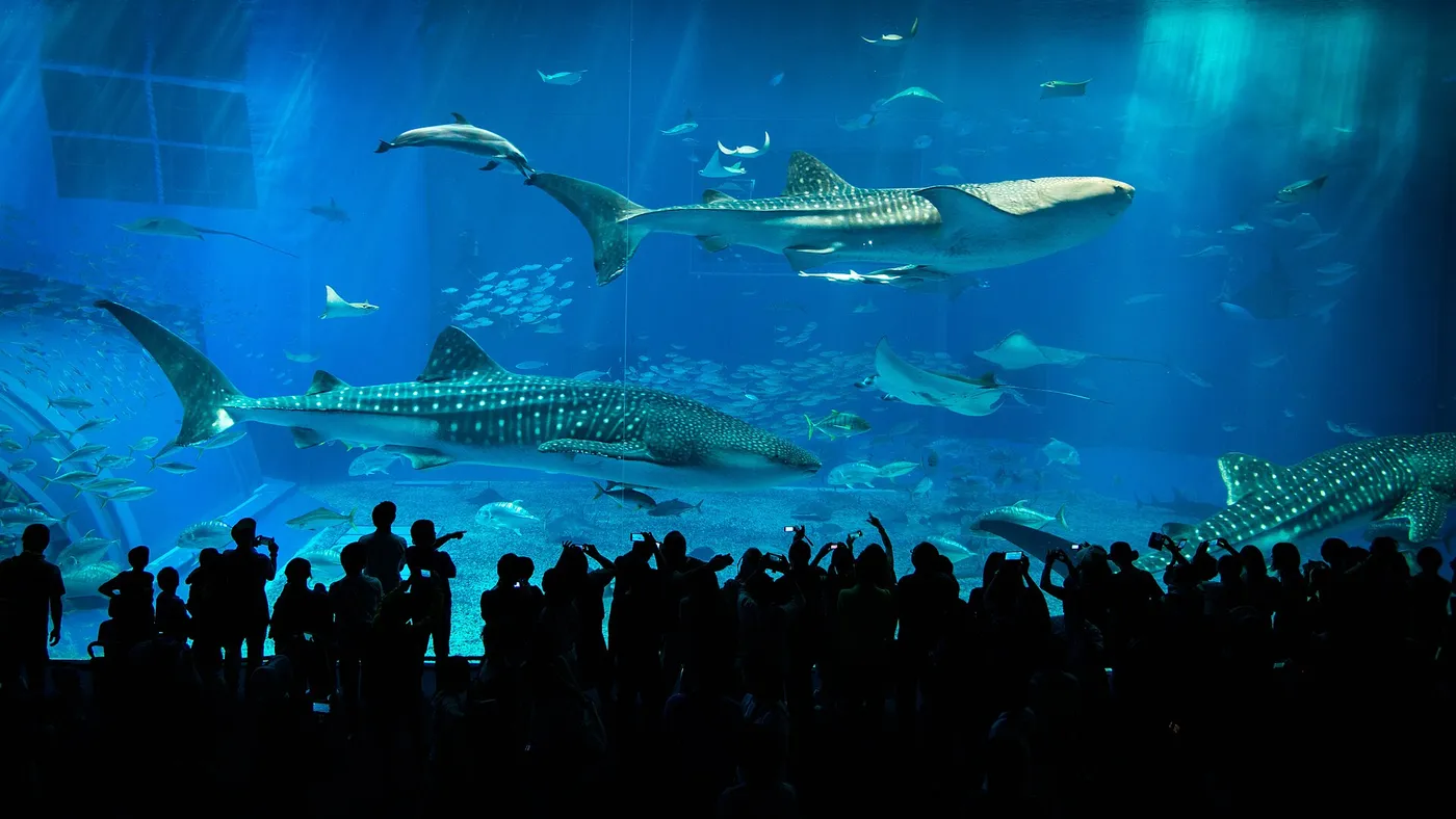 沖縄美ら海水族館