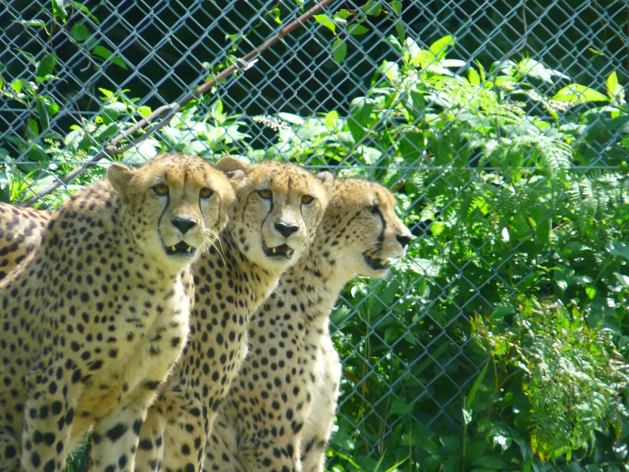 九州自然動物公園 アフリカンサファリ