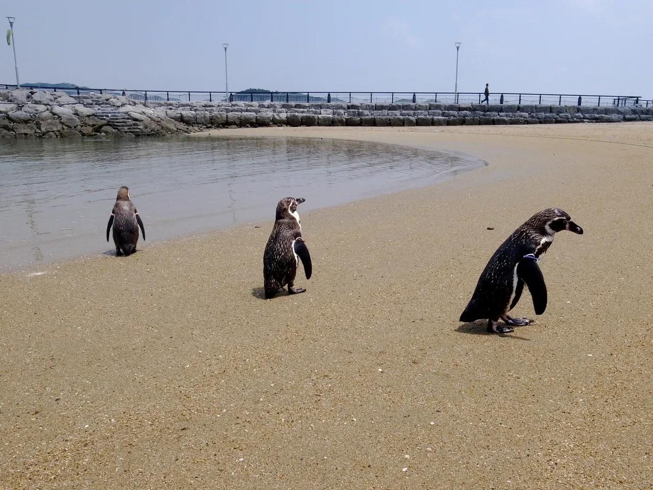 長崎ペンギン水族館