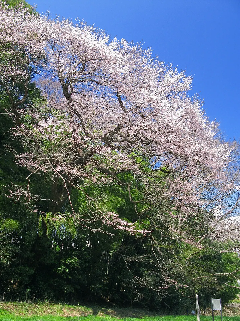 北本自然観察公園・埼玉県自然学習センター