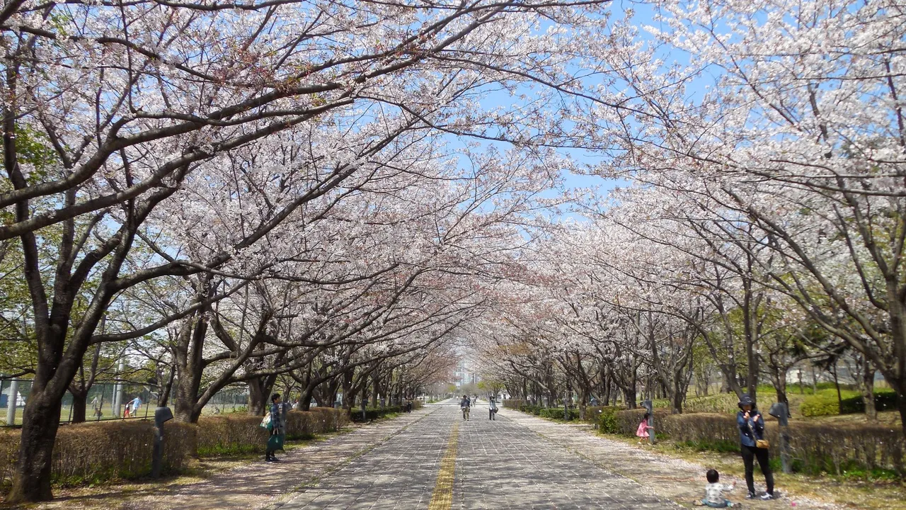 千葉県立柏の葉公園