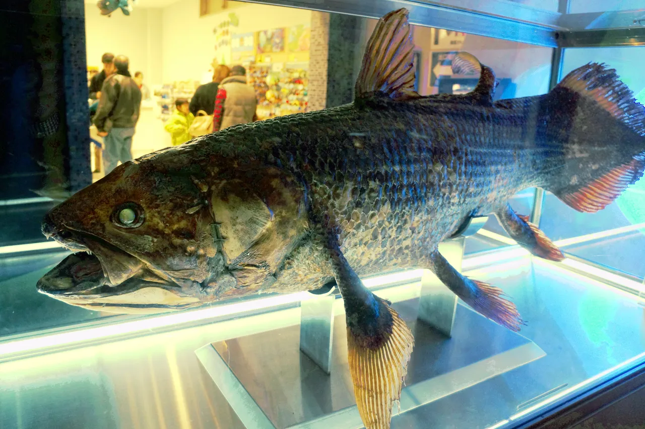 沼津港深海水族館 シーラカンス・ミュージアム